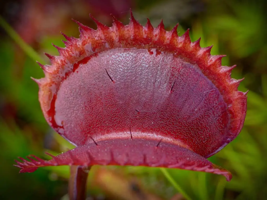 Red Piranha Venus Flytrap - Dionaea