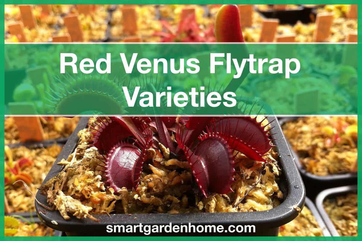 Red Venus Flytraps Varieties – Red Dragon, All Red, Red Piranha