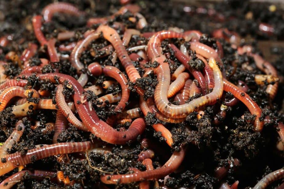 Red Wiggler Worms