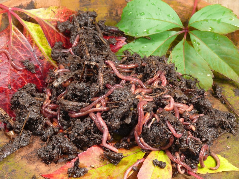 download best worms for composting