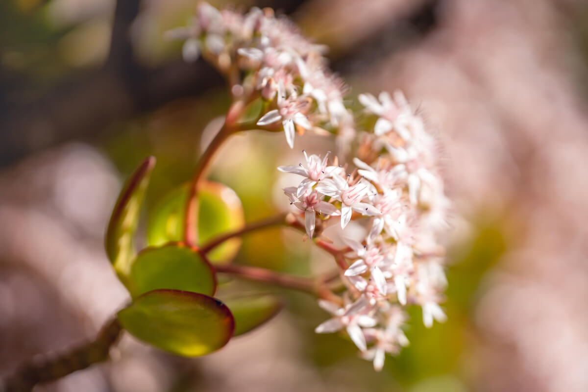 Close-up image of jade plant bloom, showcasing succulent leaves and clusters of delicate, tiny white flowers with pink hues.