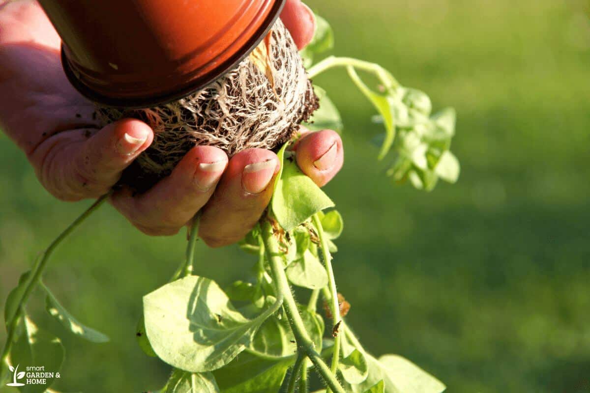 Removing Plants with Roots on Pot