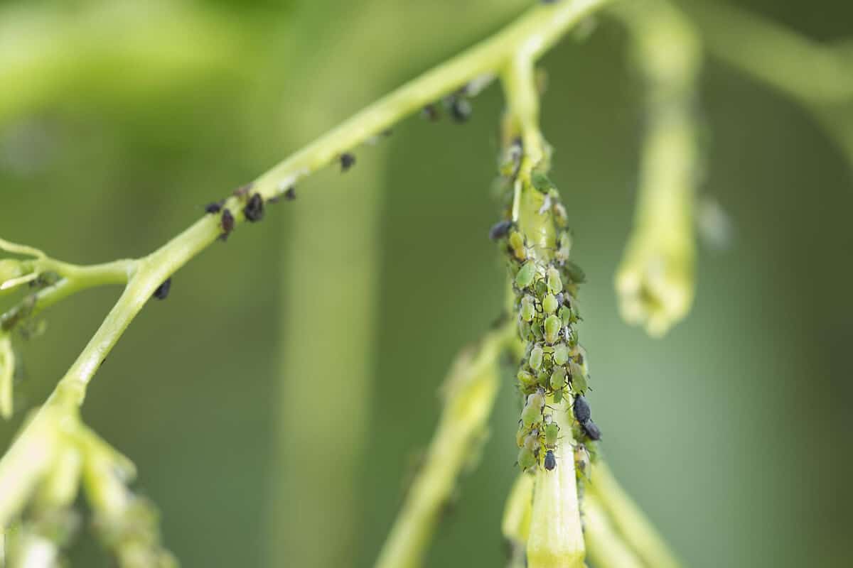 Repel Aphids to Keep Ants Away