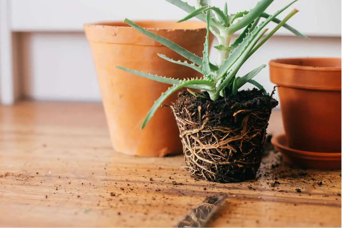 Keep Ants Out of Potted Plants by Repotting