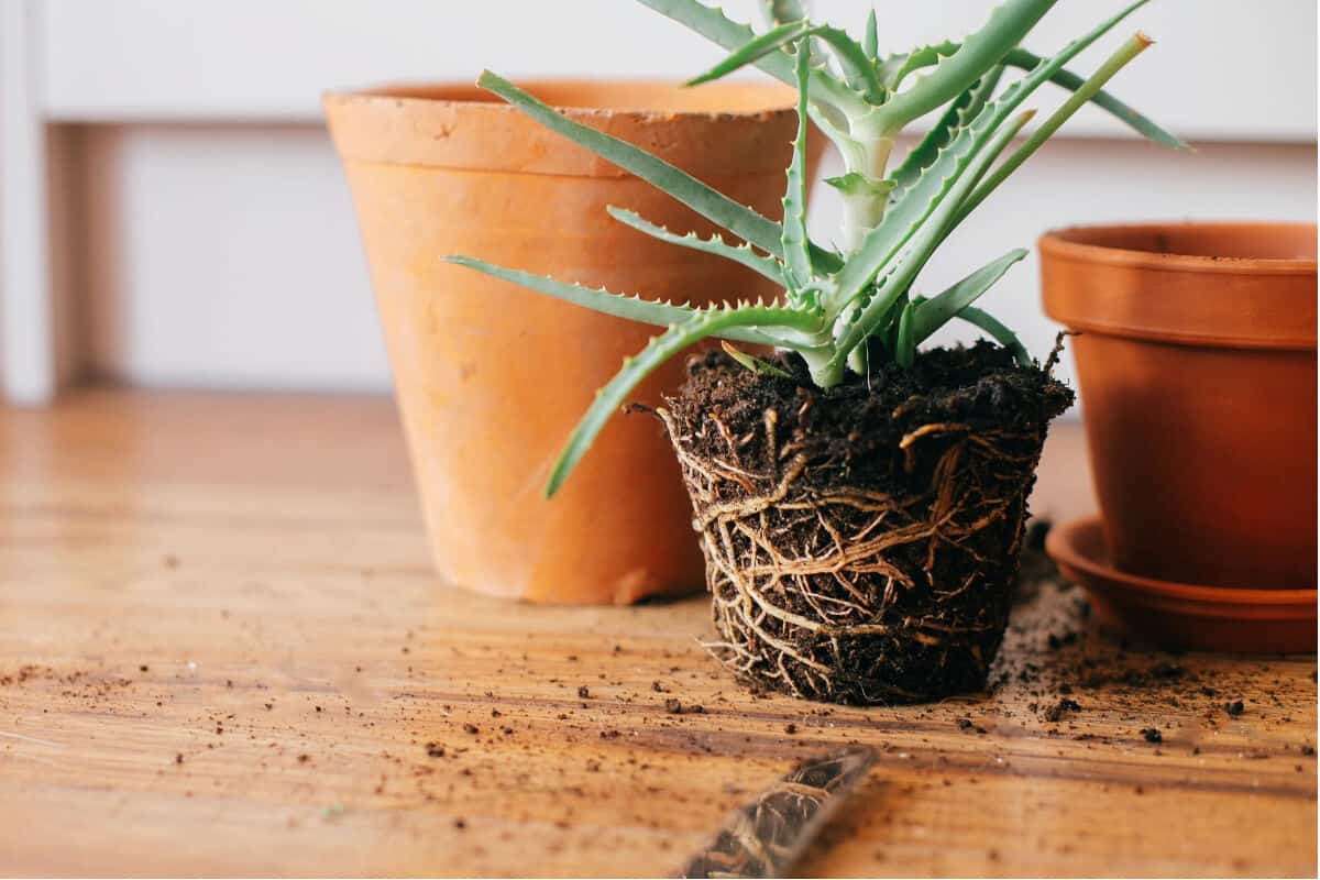 A potted plant with partially exposed roots sits on a wooden surface beside an empty terracotta pot.