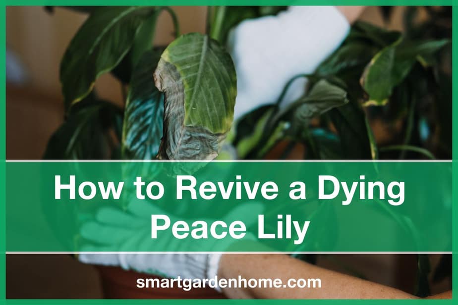 How To Revive A Dying Peace Lily Smart Garden And Home