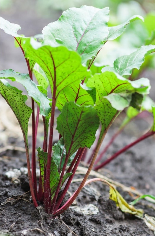 Rhubarb Plant Growing in the Ground