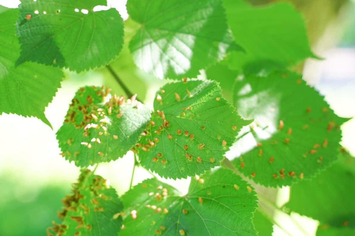 Get Rid of Ants by Getting Rid of Aphids on Plants