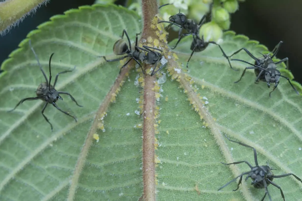Getting Rid of Aphids Keep Ants Away