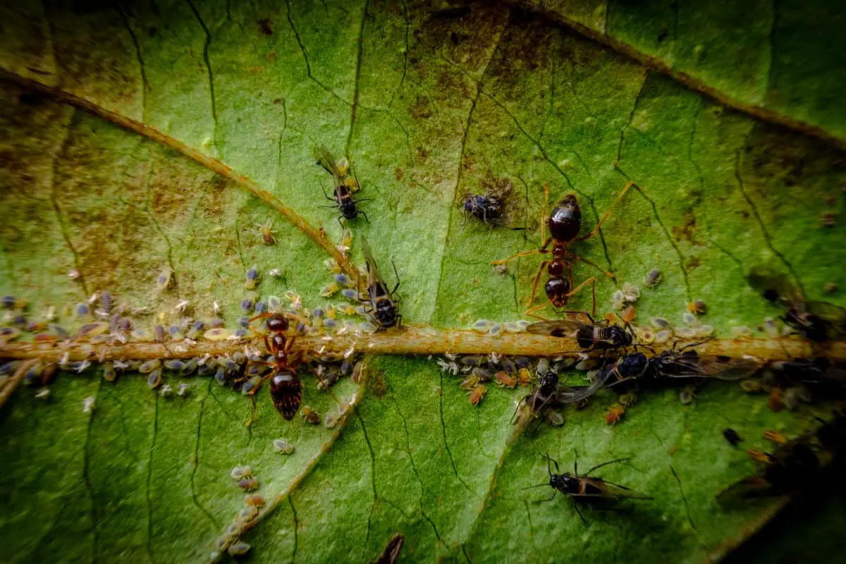 Getting Rid of Aphids Keep Ants Away