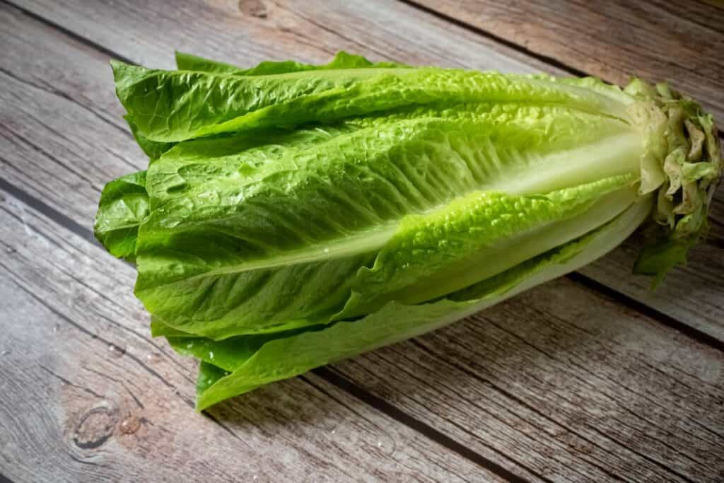 Romaine Lettuce