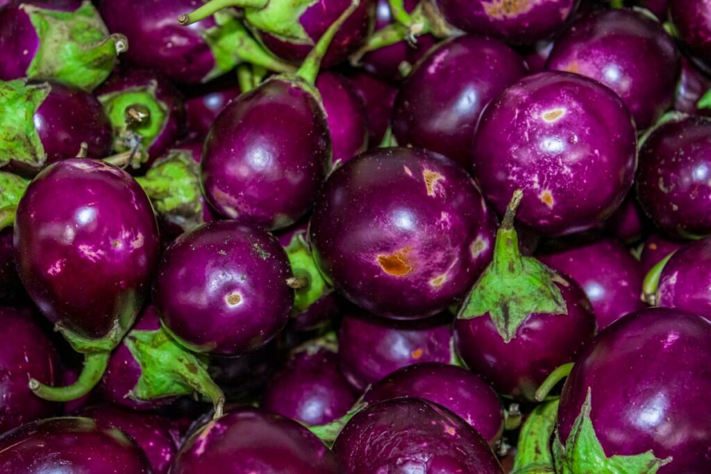 Round Globe Eggplants