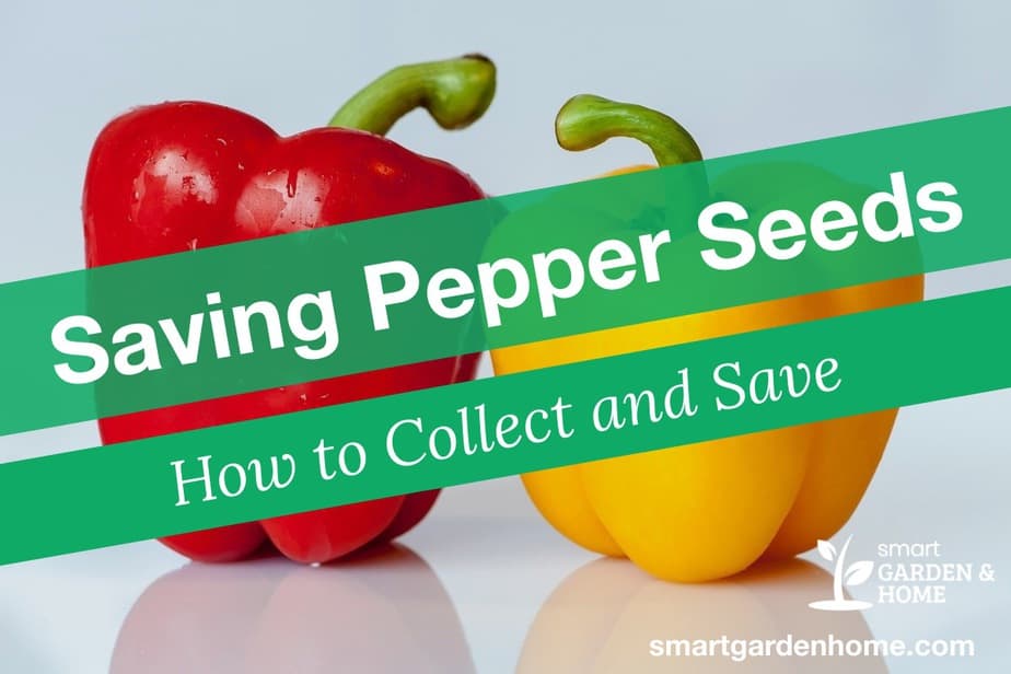 Saving Pepper Seeds: How To Collect And Save Pepper Seeds - Smart