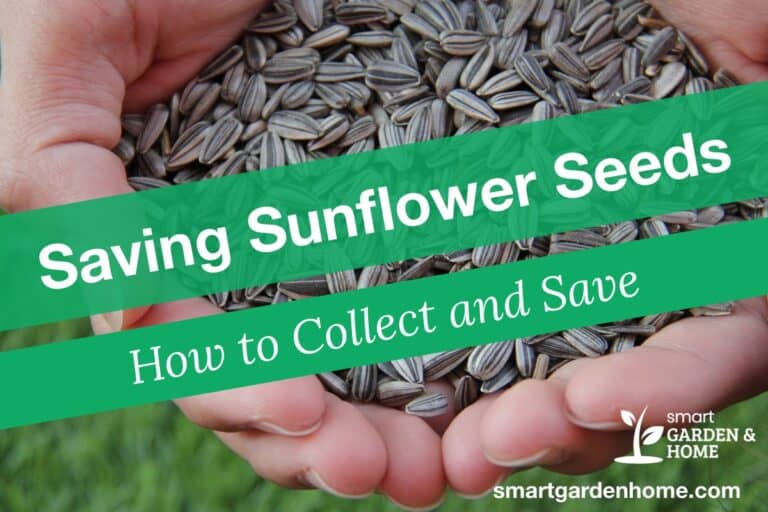 Saving Sunflower Seeds: How To Harvest And Save Sunflower Seeds | Smart