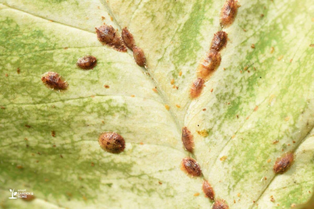 Scales on a Leaf