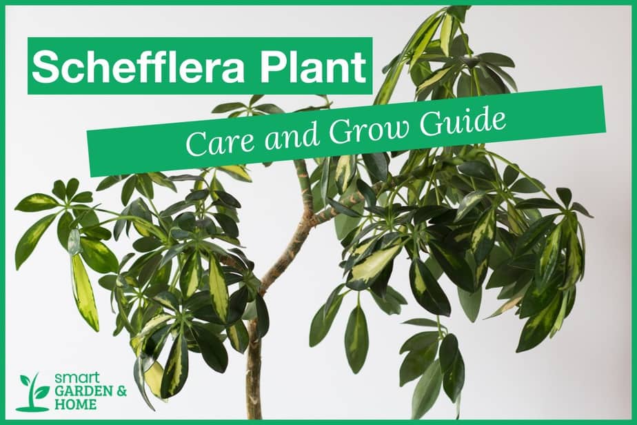 Schefflera Plant Care And Growing Guide Smart Garden And Home