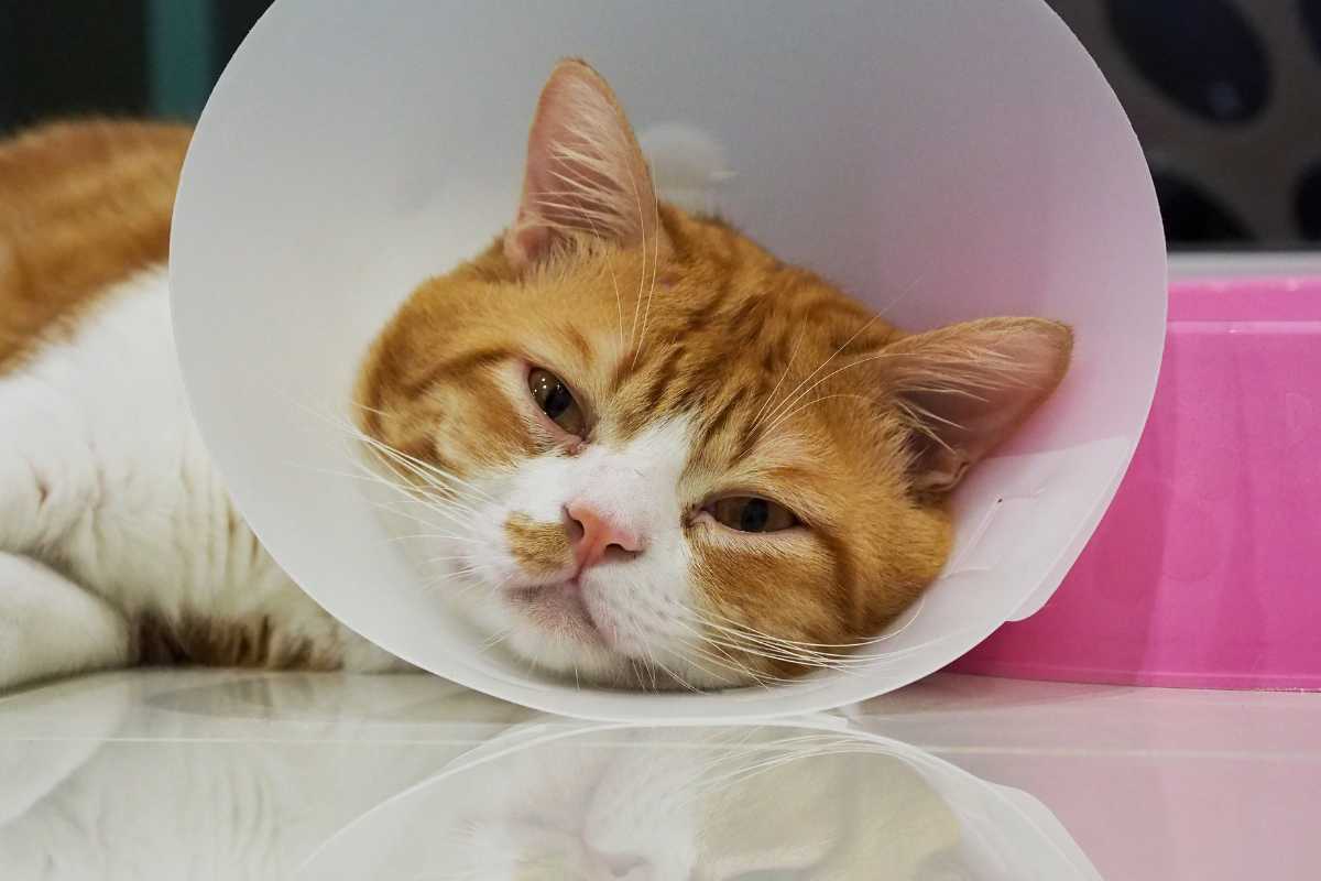 A sick orange and white cat is lying on the floor, resting its head on a pink bowl while wearing a white plastic cone (e-collar) around its neck.