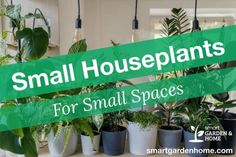 Best Small Houseplants for Indoors and Tiny Homes