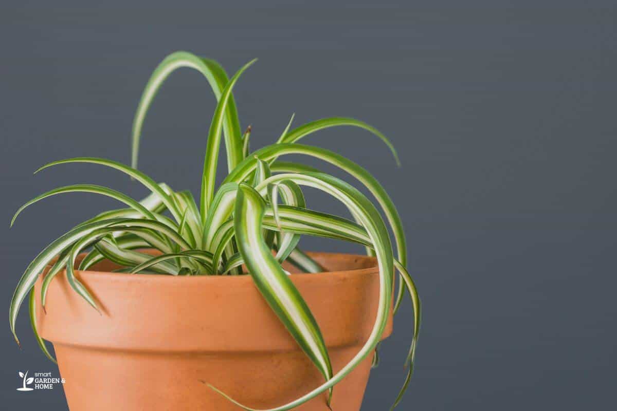 Small Spider Plant Due To Not Enough Light