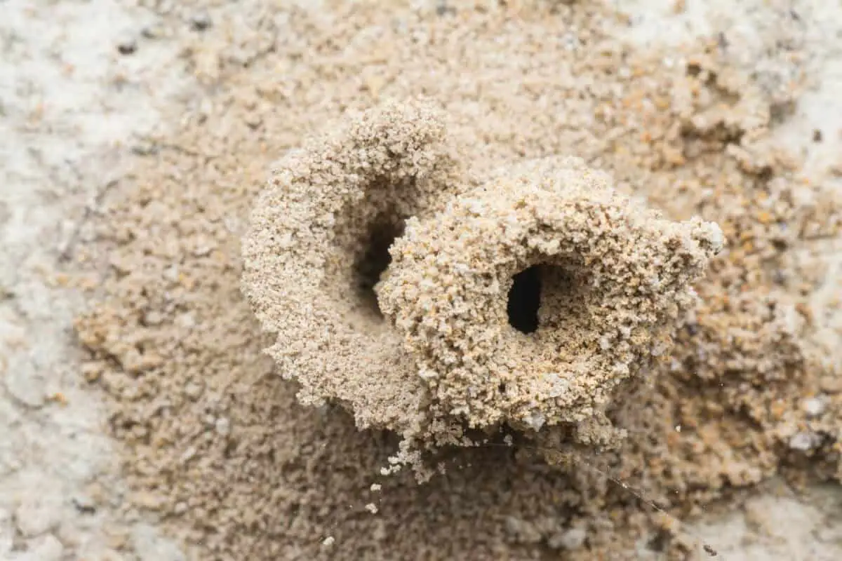 Ants Help Improve Soil of Pepper Plants