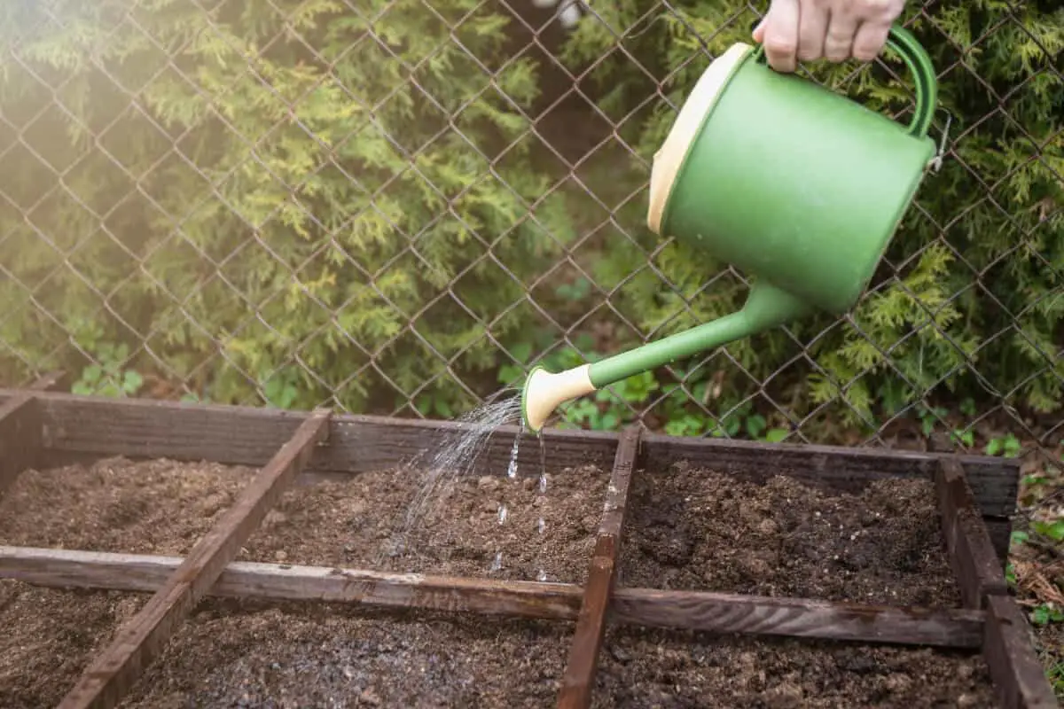 Get Rid of Ants by Keeping the Soil Moist