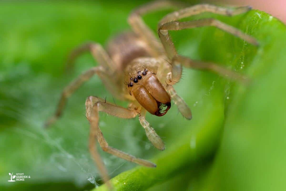 Spider on a Plant Leaf