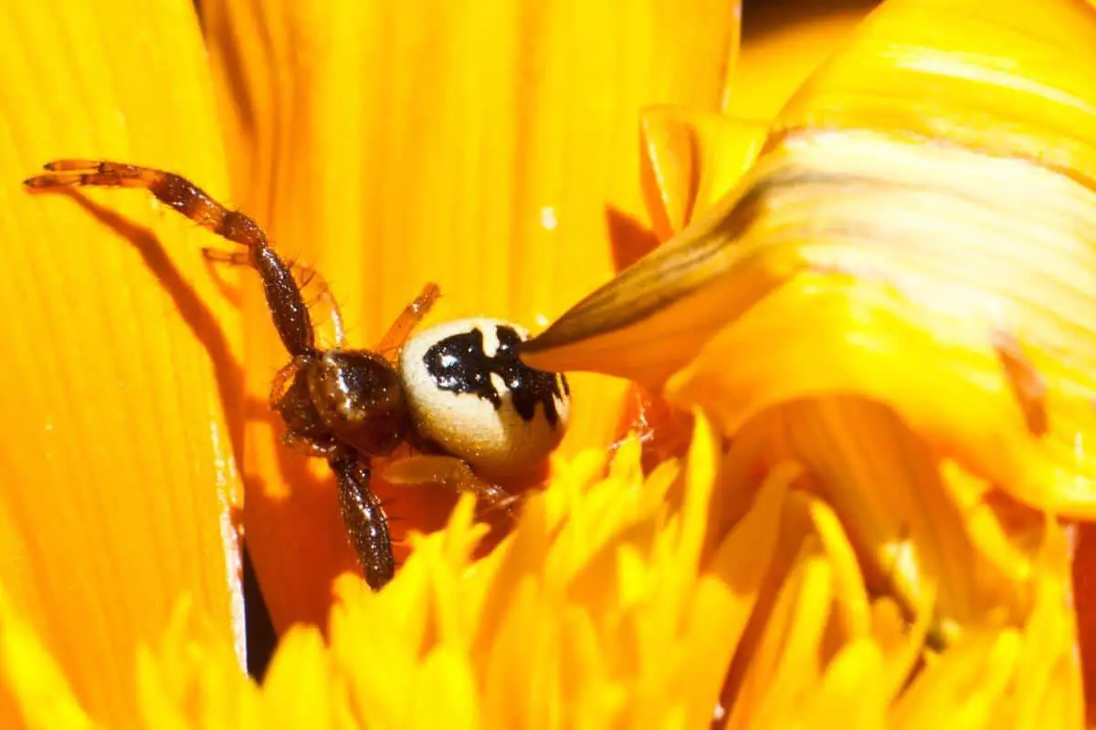 Spider on a Sunflower