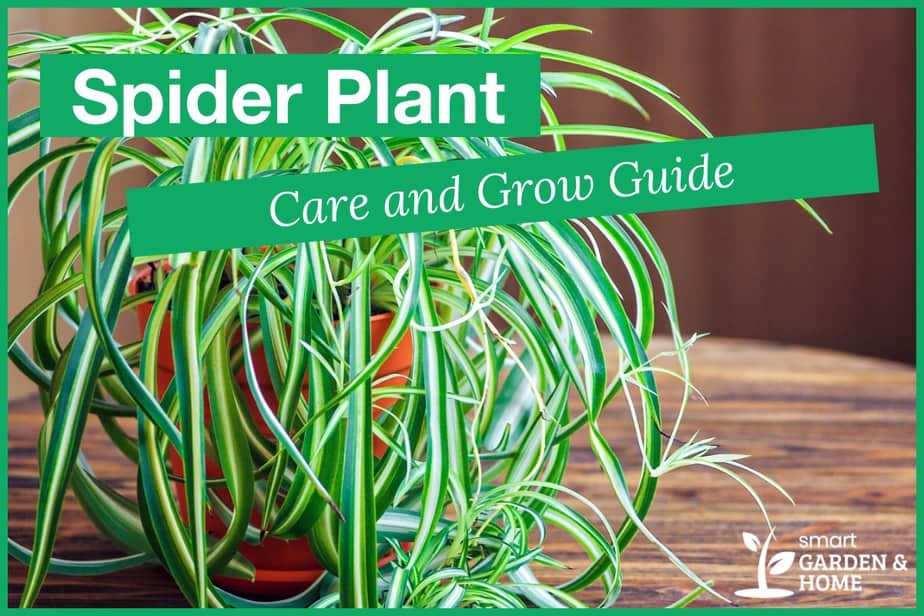 Spider Plant Care And Grow Guide - Smart Garden And Home