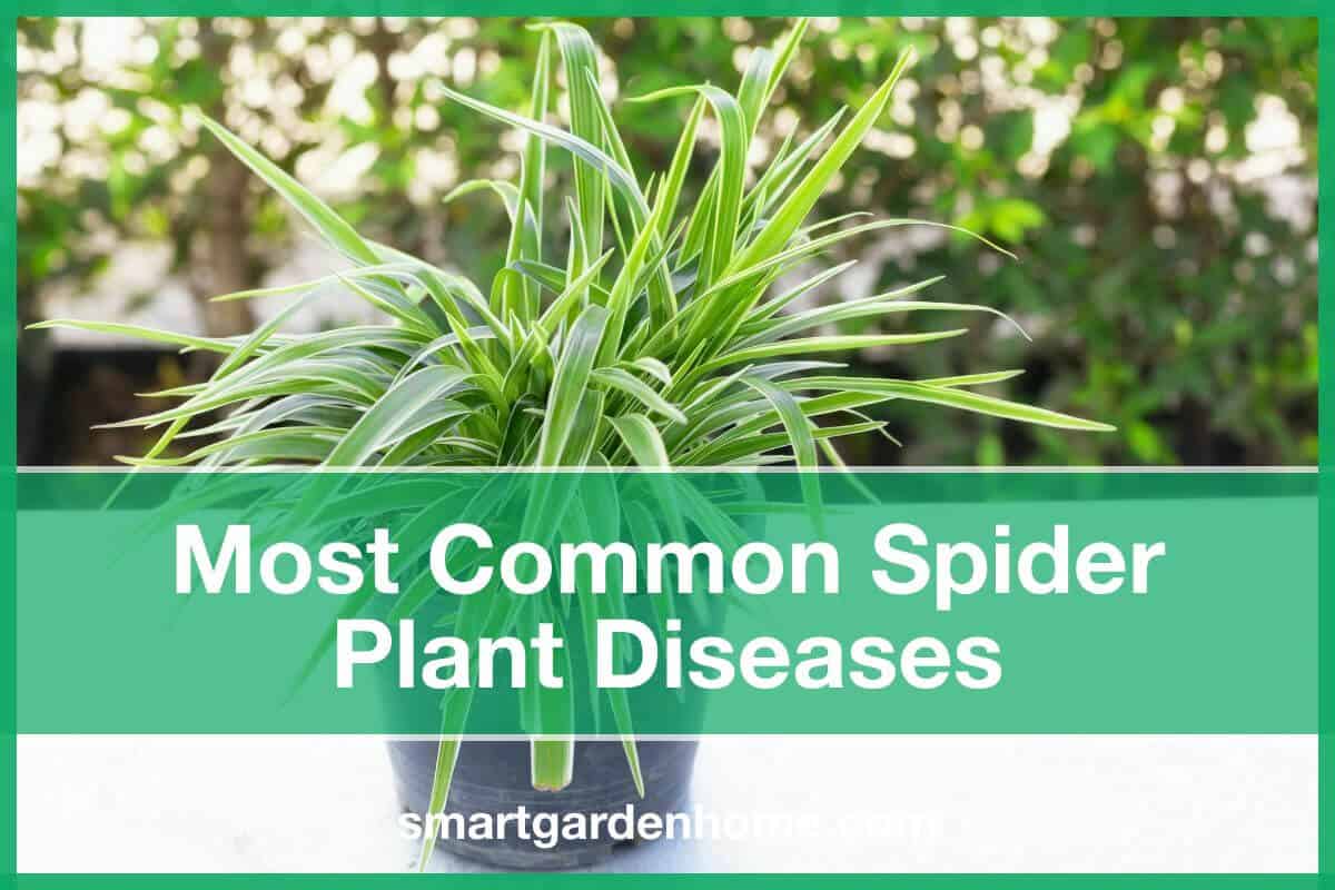 Spider Plant Diseases