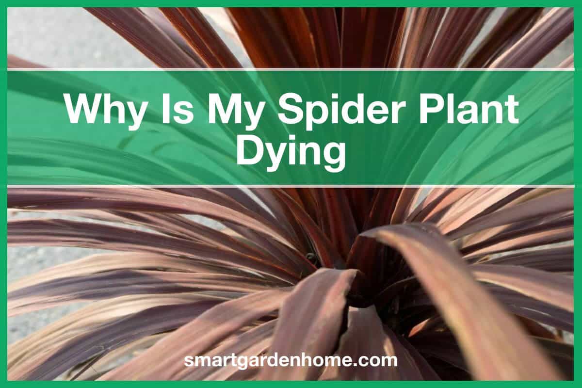Spider Plant Dying