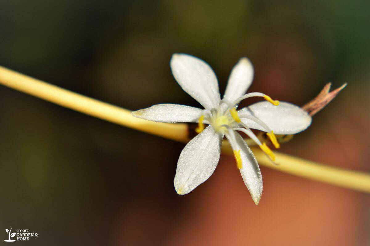 Spider Plant Flower Growing On Stem