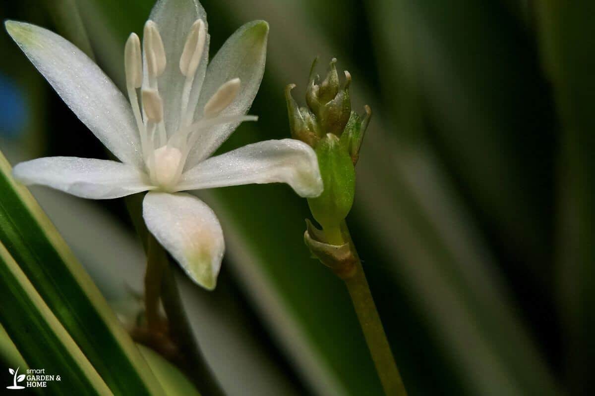 Spider Plant Flower Not Yet Mature