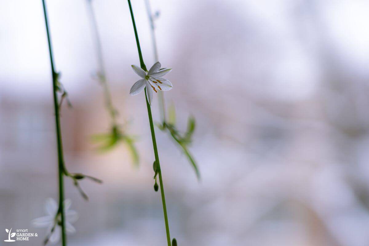 Spider Plant Flower Ready To Harvest Seeds