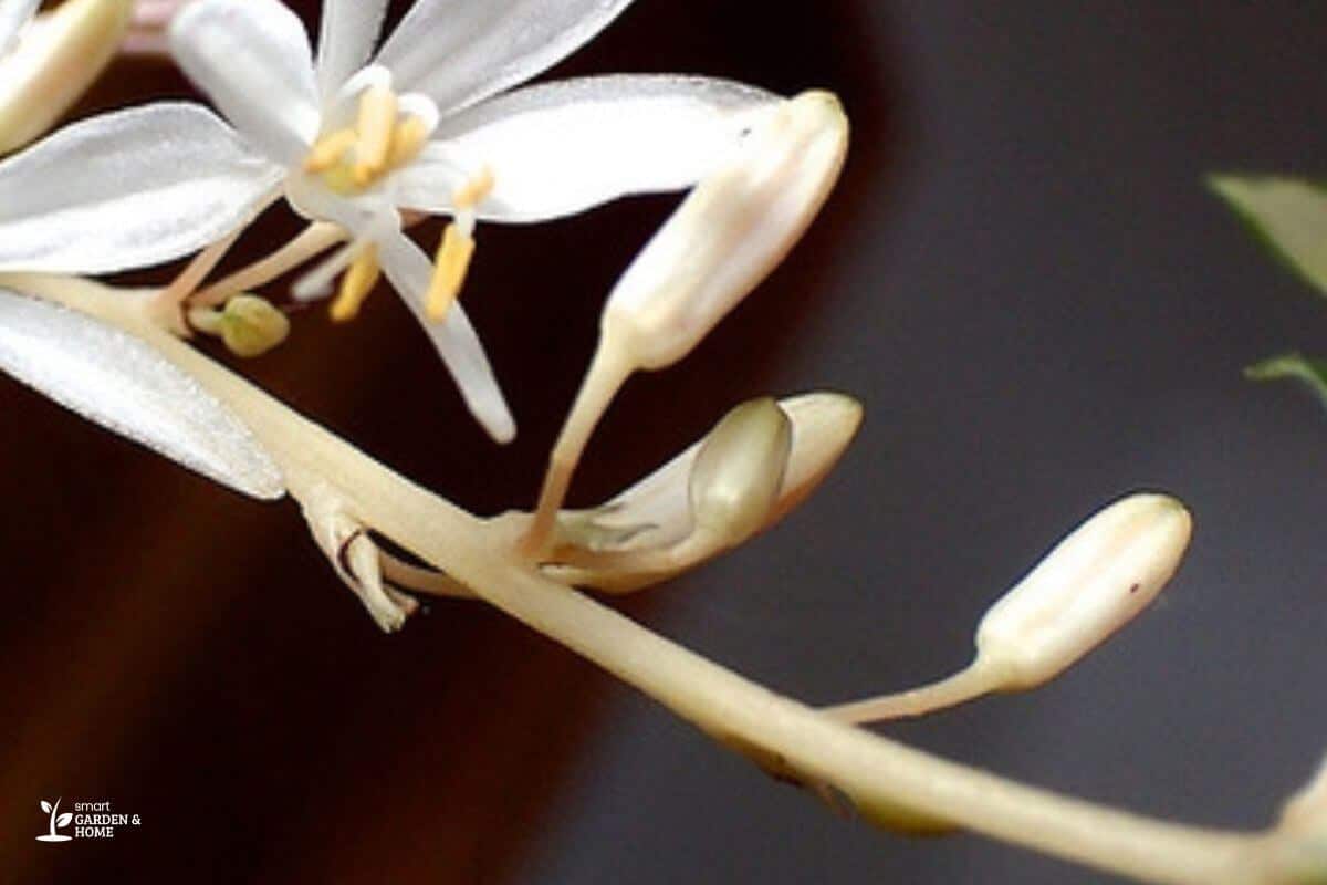 Spider Plant Flower With Not Matured Flower Pods