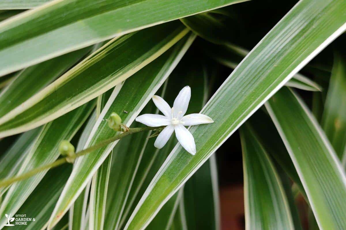 Spider Plant Flower With Spider Plant Leaves