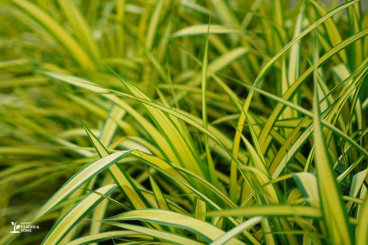 Spider Plant Green Yellow Leaves