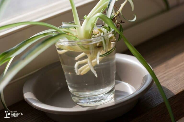 growing-a-spider-plant-in-water-smart-garden-and-home