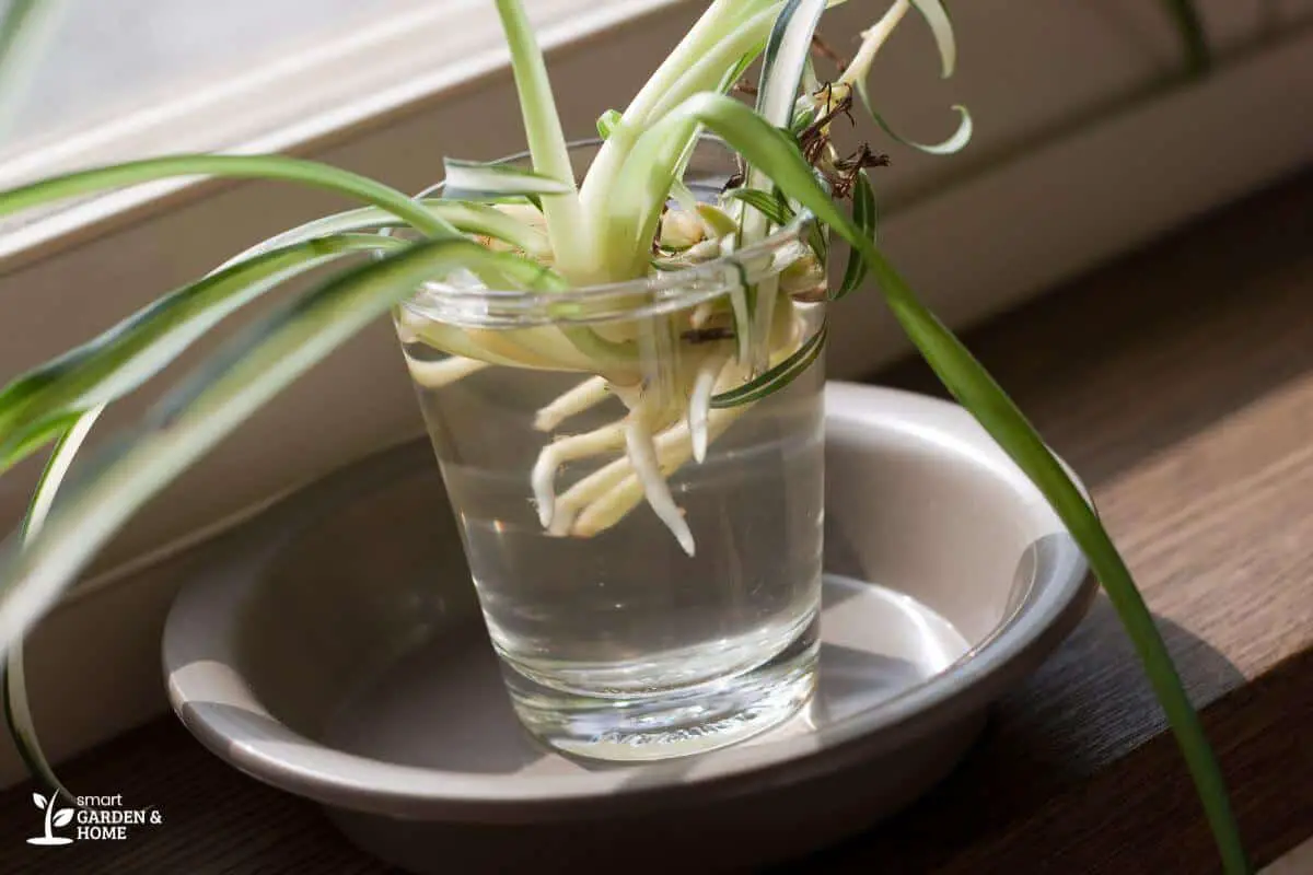 Spider Plant Growing in a Cup of Water