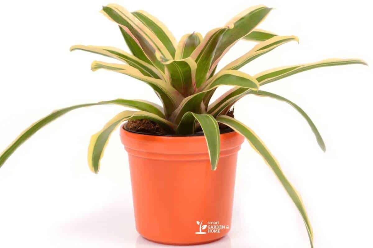 Spider Plant in a Pot
