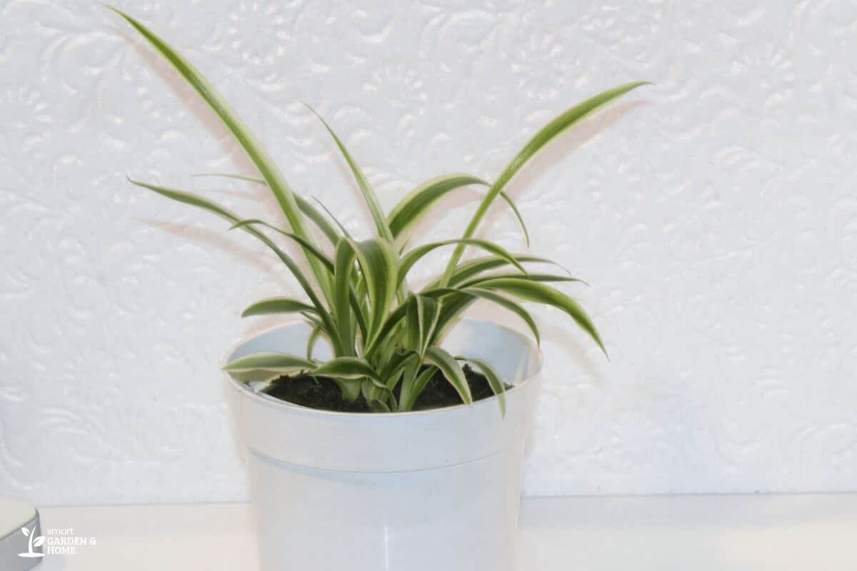 Spider Plant in a Pot