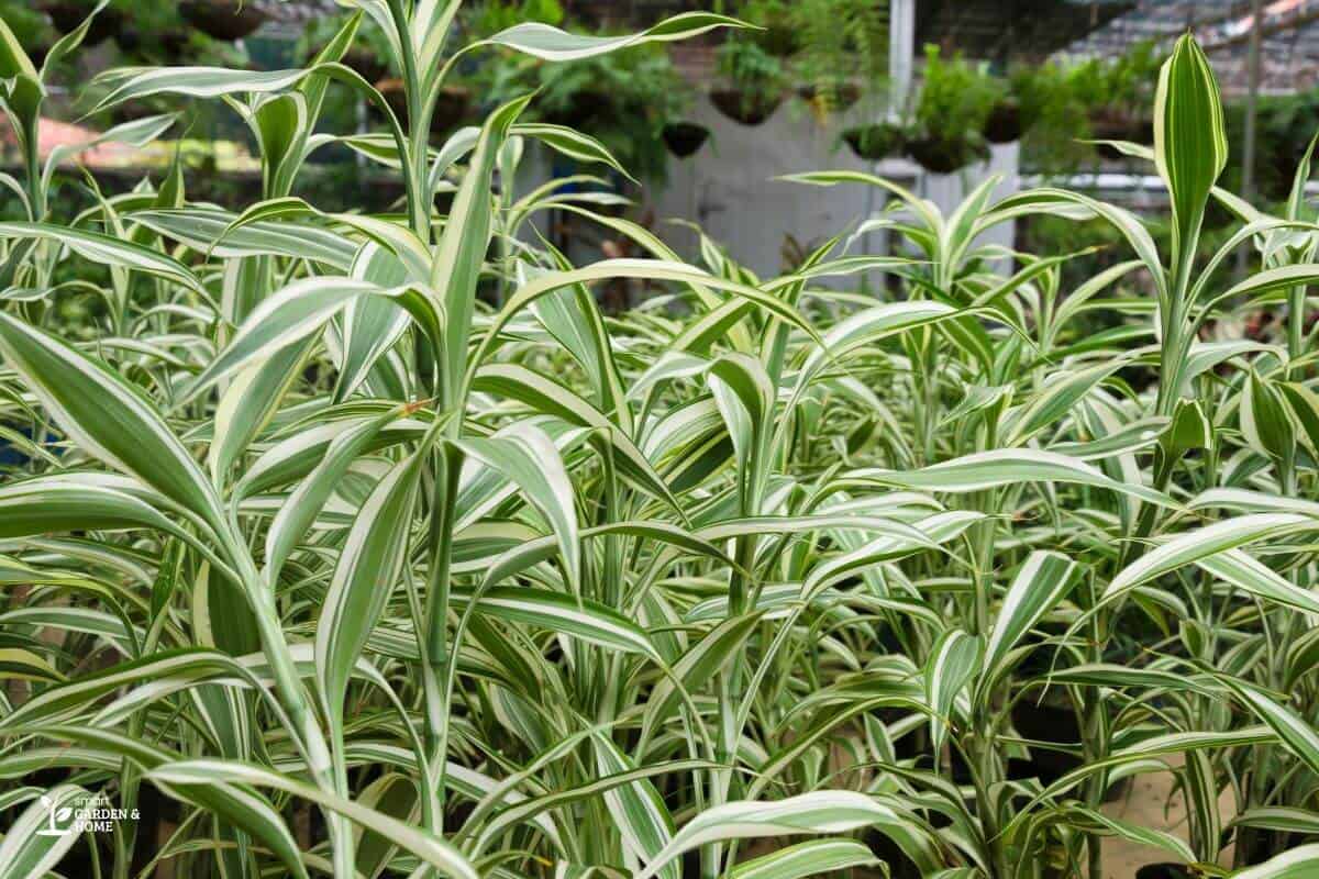 Spider Plant In An Overcrowded Place