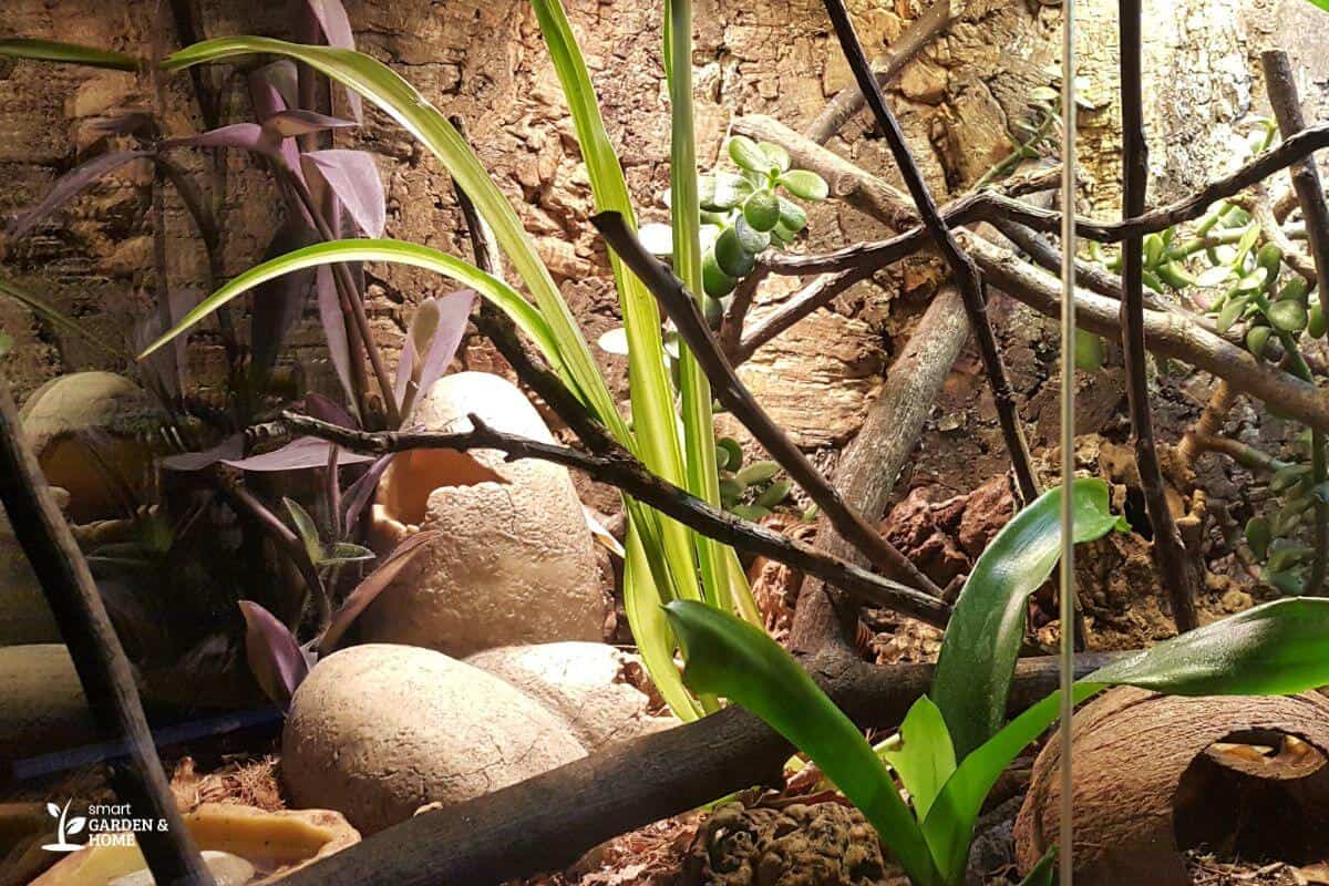 Spider Plant Inside an Aquarium with Different Plants