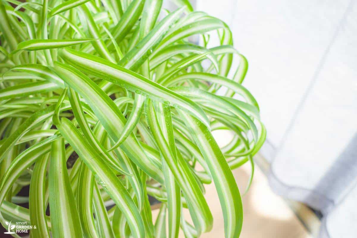 Indoor Spider Plant with Good Light Exposure