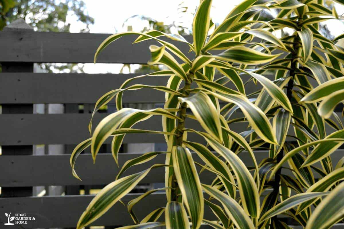 Spider Plant Leaves and Stem