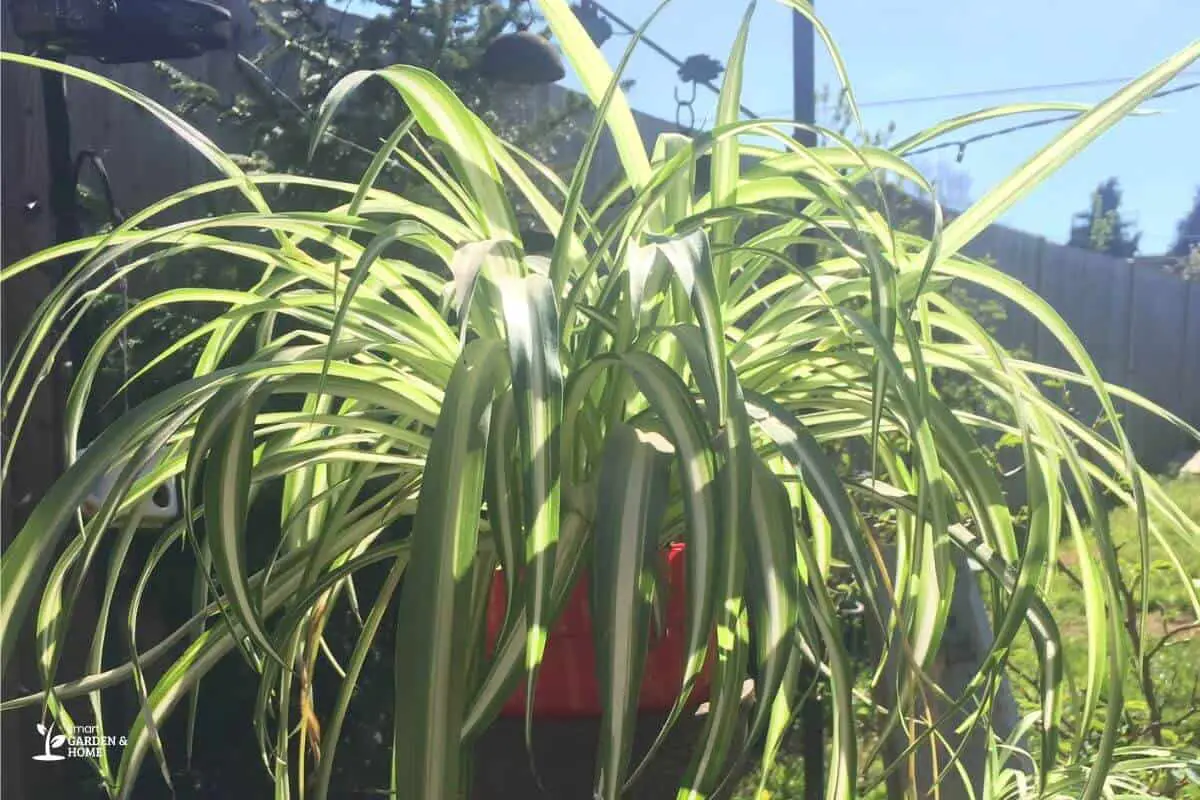 Spider Plant Leaves Bending Because Of Direct Sunlight