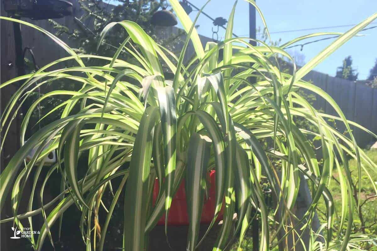 Spider plant leaf bent