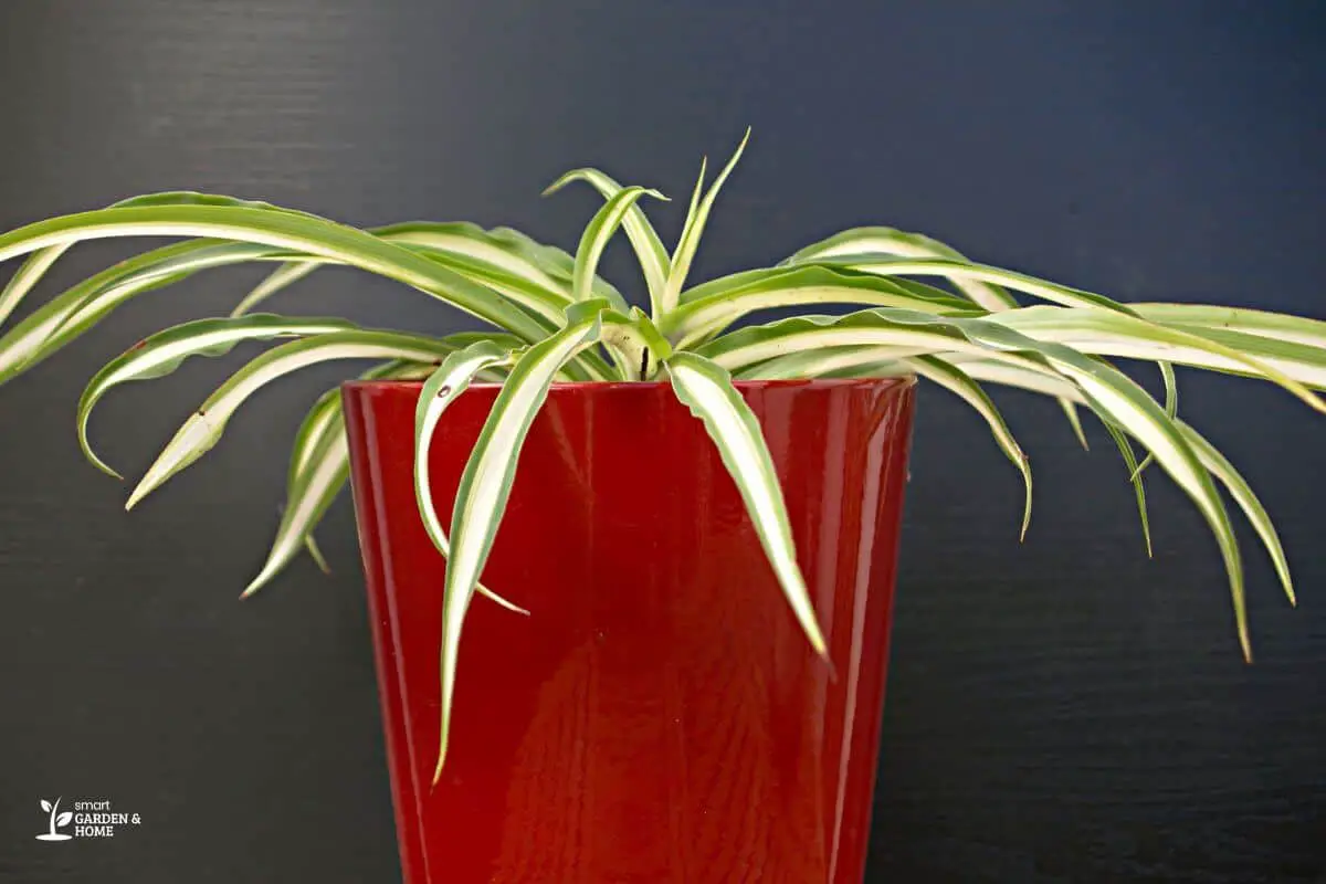 Spider Plant Leaves On A Small Pot