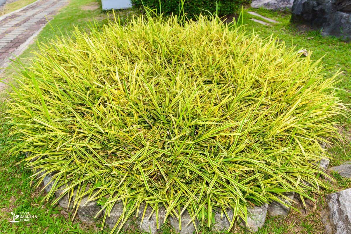 Spider Plant Leaves Turning Yellow Due To Hot Weather