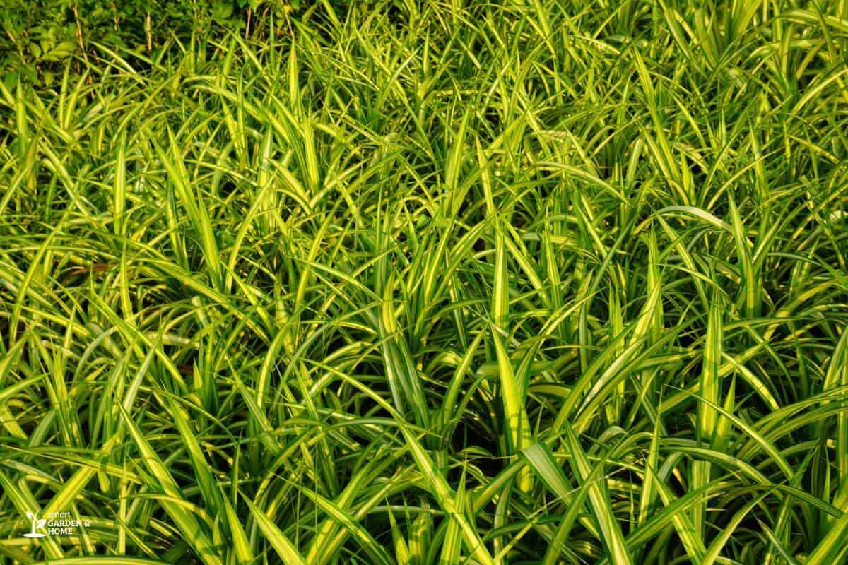 Spider Plant Leaves Turning Yellow Due To Wrong Water Usage