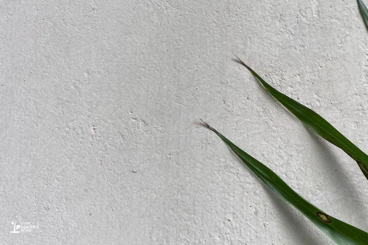 Spider Plant Leaves With Dark Spots